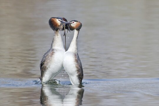 Great crested grebe (Podiceps cristatus), courting breeding pair, pair dancing penguin and presenting nesting material to each other, Hesse, Germany