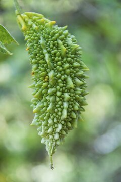 Bitter melon (Momordica charantia), Spice Garden, Kumily, Kerala, India