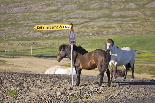 Icelandic Horses standing next to a directional sign, Western Fjord, Iceland, Atlantic Ocean
