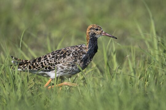 Combat runner (Calidris pugnax), running in a meadow, Lower Saxony, Germany