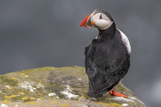 Puffin (Fratercula arctica) on a cliff above the sea, Skoruv&iacute;kurbjarg bird cliff, Langanes Peninsula, Nor&eth;urland eystra, Iceland