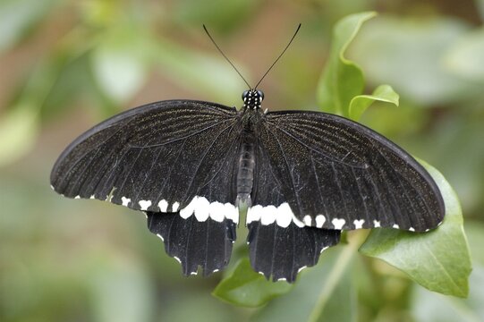 Papilio thoas, Swallowtail, Papilionidae sitting on a leave with spreading wings
