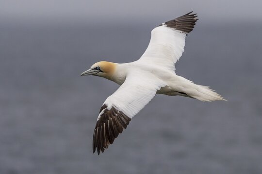 Flying Northern gannet (Morus bassanus), Skouvikurbjarg, Langanes Peninsula, Nor&eth;urland eystra, Iceland