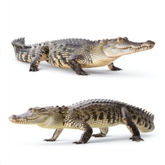Fototapeta premium Detailed close-up of two lifelike crocodile sculptures in realistic poses for artistic and educational purposes