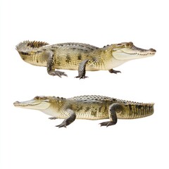 Fototapeta premium Detailed Close-Up of Two Different Crocodile Species with Distinct Features on White Background