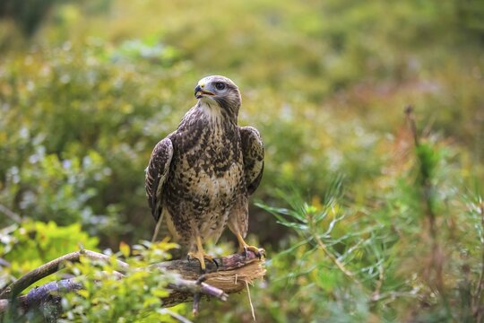 Common buzzard (Buteo buteo), adult on lookout, Kasselburg, Eifel, Germany