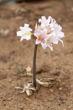 Belladonna lily (Amaryllis belladonna), true amaryllis, flowering, flower, Karoo Desert Botanic Garden, Worcester, Western Cape, South Africa, Africa, Germany