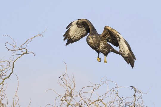 Steppe buzzard (Buteo buteo), young bird, flying, Hesse, Germany