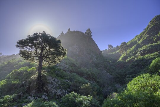 Canary island pine (Pinus canariensis) in the backlight, La Palma, Spain