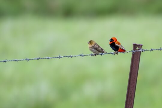 Bishop's weaver (Euplectes gierowii), male and female on a fence, South Africa