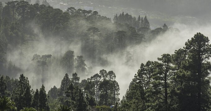 Clouds of mist drift over the forest of Canary Island canary island pine (Pinus canariensis), Garaf&iacute;a, La Palma, Spain