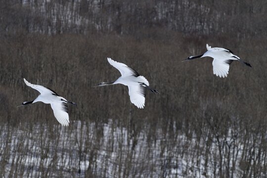 Red-crowned Cranes, Japanese Cranes or Manchurian Cranes (Grus Japonensis) in flight, Kushiro-Shitsugen-Nationalpark, Kushiro, Hokkaido, Japan