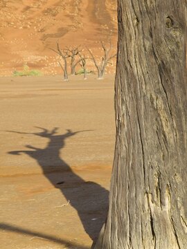 Dead Vlei in the Namib Desert with dead Camel Thorn trees (Acacia erioloba), Namibia, Africa