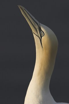 Northern Gannet (Morus bassanus), portrait, Heligoland, Schleswig-Holstein, Germany