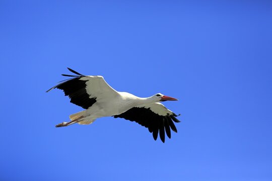 White Stork (Ciconia ciconia), adult, flying, Baden-W&uuml;rttemberg, Germany