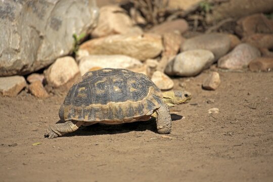 South African Bowsprit Tortoise or Angulate Tortoise (Chersina angulata), adult, Addo Elephant National Park, Eastern Cape, South Africa