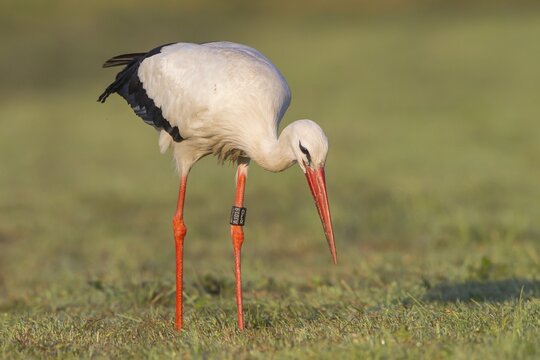 White Stork (Ciconia ciconia) foraging on meadow, North Hesse, Hesse, Germany