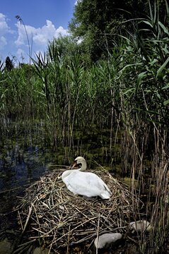 Mute swan (Cygnus olor), female with newly hatched chicks sitting on nest, Cham, Lake Zug, Canton Zug, Switzerland