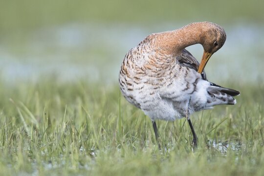 Black-tailed godwit (Limosa limosa), preening, Lower Saxony, Germany