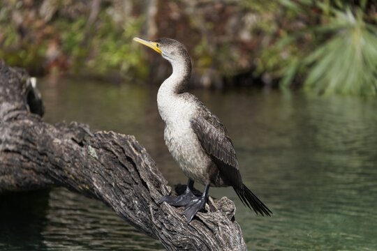 American Darter (Anhinga anhinga) sitting on a tree trunk in the river, Rainbow River, Rainbow Springs State Park, Dunnelon, Florida, USA