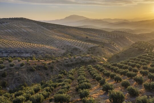 Cultivated olive trees (Olea europaea) at sunrise, aerial view, drone shot, C&oacute;rdoba province, Andalusia, Spain