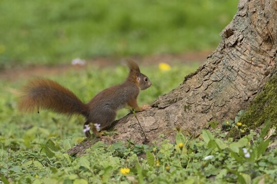 A squirrel (Sciurus vulgaris) standing next to a tree trunk in a flowery meadow, Hesse, Germany