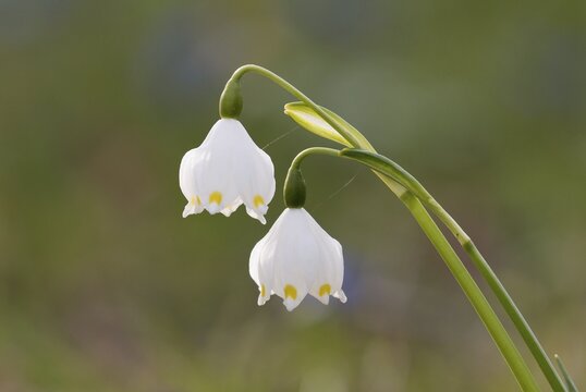 Spring Snowflake (Leucojum vernum), Germany