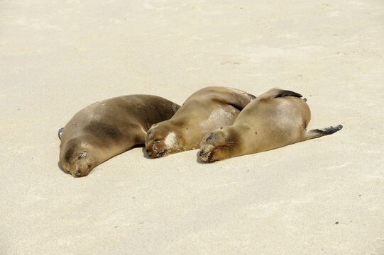 Galapagos Sea Lions (Zalophus wollebaeki), Espanola Island, Galapagos, Ecuador, South America