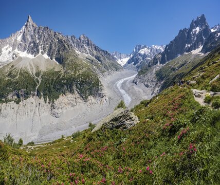 Pink alpine roses on the mountainside, glacier tongue Mer de Glace, behind Grandes Jorasses, Mont Blanc massif, Chamonix, France