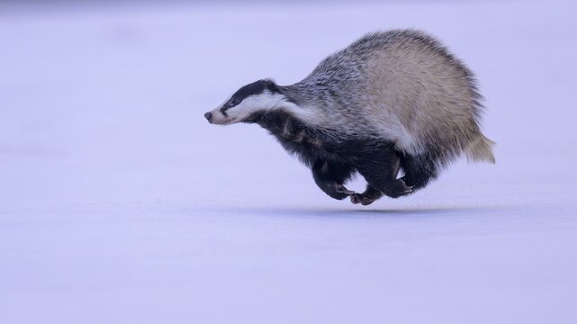 European badger (Meles meles), running in a snowy landscape, Swabian Alb biosphere reserve, Baden-W&uuml;rttemberg, Germany