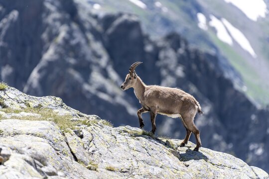 Alpine Ibex (Capra ibex) l&auml;uft &uuml;ber Fels, Mont Blanc Massif, Chamonix, France