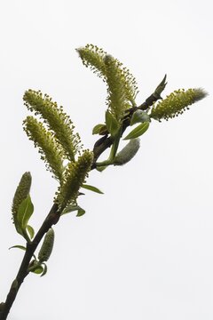 Willow catkins (Salix alba), Emsland, Lower Saxony, Germany