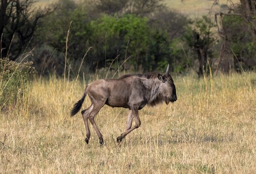 Blue wildebeest (Connochaetes taurinus), young animal running, Serengeti National Park, Tanzania