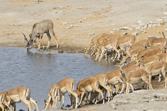Greater Kudus (Tragelaphus strepsiceros) and Black-faced Impalas (Aepyceros melampus) drinking at the waterhole, Etosha National Park, Namibia