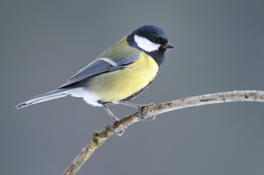 Great Tit (Parus major) perched on a branch