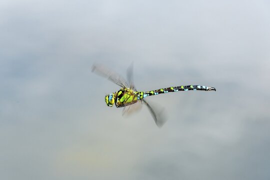Southern Hawker (Aeshna cyanea), male in flight, Upper Austria, Austria