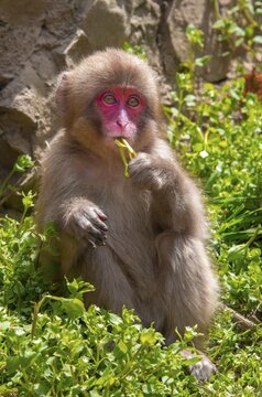 Japanese macaque (Macaca fuscata), young animal eating, Yamanouchi, Nagano Prefecture, Honshu Island, Japan
