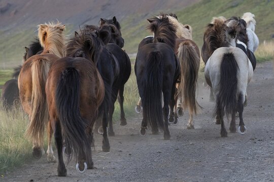 Galloping Icelandic horses, L&yacute;tingssta&eth;ir, North Iceland, Iceland