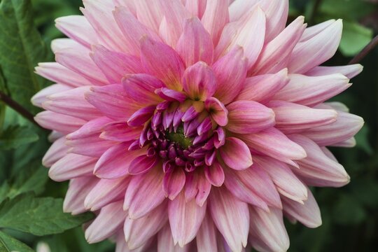 Pink Dahlia (Dahlia), Germany