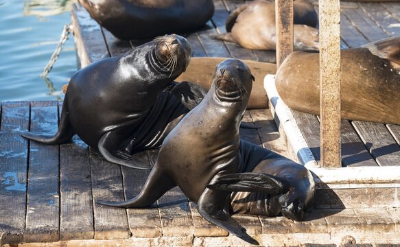 Californian Sea Lions (Zalophus californianus) at Pier 39, Fisherman's Wharf, San Francisco, California