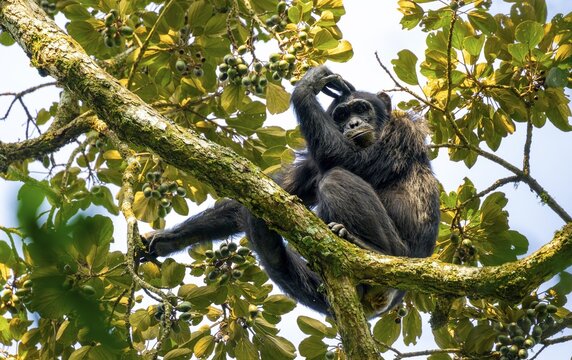Chimpanzee (Pan Troglodytes), adult male in a tree, pensive look, Murchison Falls National Park, Uganda