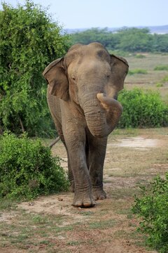 Sri Lankan elephant (Elephas maximus maximus), male, Bundala National Park, Sri Lanka