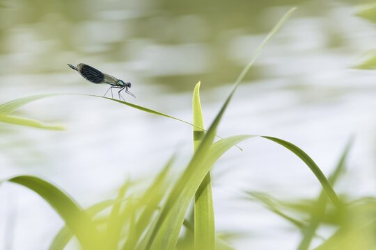Banded demoiselle (calopteryx splendens), male, sitting on reed leaf, Hesse, Germany