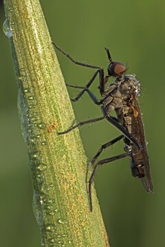 Robber fly (Asilidae) Hesse, Germany