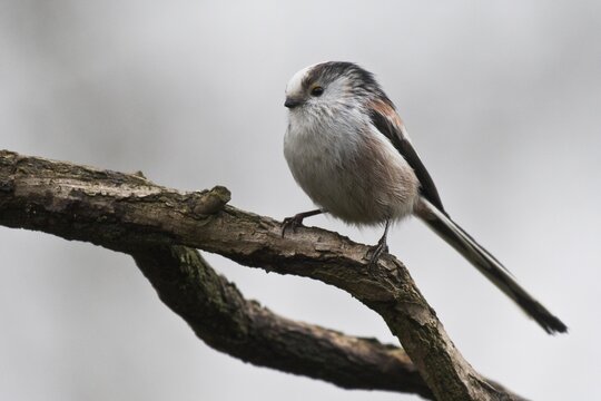 Long-tailed tit (Aegithalos caudatus), sitting on a branch, Emsland, Lower Saxony, Germany