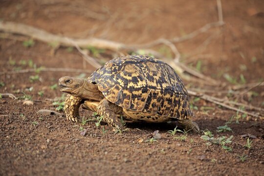 Leopard tortoise (Testudo pardalis), adult, Kruger National Park, South Africa