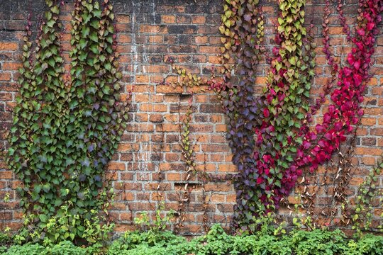Wild vine (Parthenocissus tricuspidata), three-pointed maidenhair in autumn foliage, on brick wall, Duisburg, Ruhr area, North Rhine-Westphalia, Germany