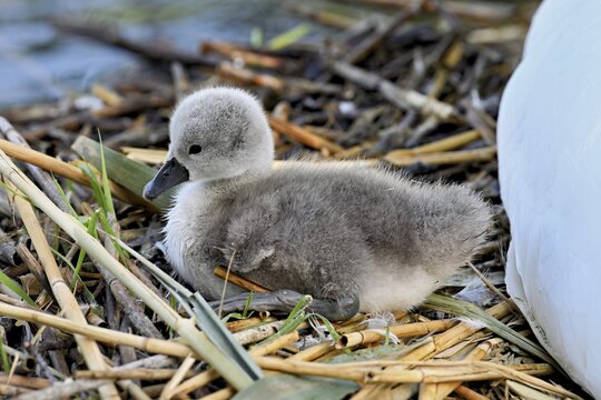 Mute swan (Cygnus olor), chick sitting on nest, Cham, Lake Zug, Canton Zug, Switzerland