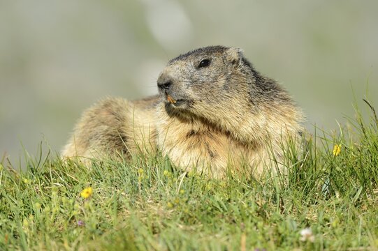 Alpine Marmot (Marmota marmota), Grossglockner, Hohe Tauern National Park, Tyrol, Austria