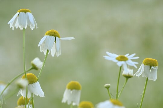 Blue chamomile (Matricaria chamomilla), in the soft morning light, Mindelheim, Unterallg&auml;u, Swabia, Bavaria, Germany